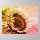 Search for vintage botanical sunflower posters Floral