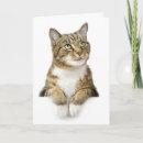 Search for american shorthair tabby postcards Animal