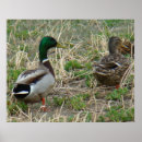 Search for anas posters Ducks