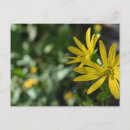 Search for daisys postcards Garden