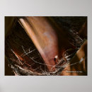 Search for bark posters Palm