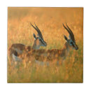 Search for herbivorous tiles Animal