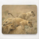 Search for tanzania electronics Nature