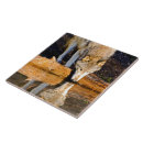 Search for predator tiles Wildlife