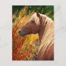 Search for morgan vertical postcards Horse