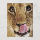 Search for licking postcards Close up