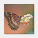 Search for natural pattern magnets Wildlife