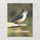 Search for titmouse postcards Bird