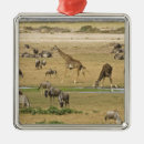 Search for migrator christmas tree decorations Habitat