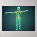 Search for physiological posters Human
