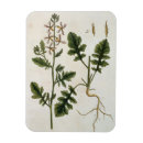 Search for blackwell magnets Pre 19th