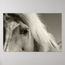 Search for cheval Animal