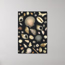 Search for sea shells canvas prints Animal