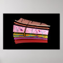 Search for epidermis Illustration