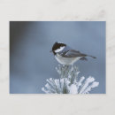 Search for coal christmas cards Snow