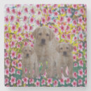 Search for labrador coasters Animal