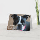 Search for boston terrier cards Canine
