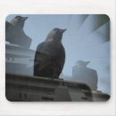 Search for jackdaws Black