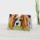 Search for king birthday cards King charles cavalier spaniel