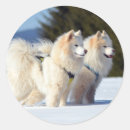 Search for samoyed dog stickers Animal