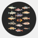 Search for freshwater stickers Species