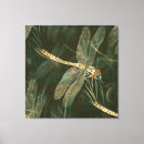 Search for dragonfly canvas prints Insect