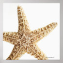 Search for star fish posters Sealife