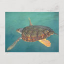 Search for toro postcards Bocas del toro