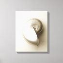 Search for nautilus canvas prints Beach