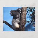 Search for koala bear photography Koalas