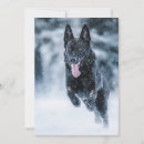 Search for black german shepherd dog cards Animal