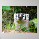 Search for badger posters Wildlife