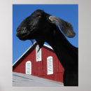 Search for barn farm posters Goat