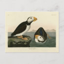 Search for colour lithographs postcards Bird