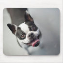Search for getty mouse mats Animals