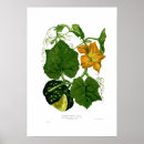 Search for squash posters Vintage