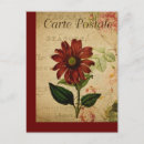 Search for echinacea postcards Botanical