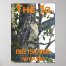 Search for ios Island