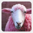 Search for pink sheep stickers Wool
