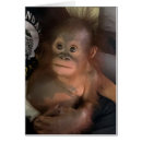 Search for orphans Wildlife