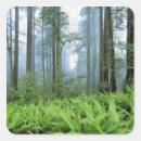 Search for redwood tree stickers Nature
