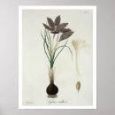 Search for crocus posters Botanical
