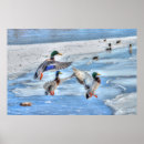 Search for three ducks posters Birds