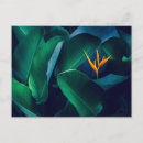 Search for bird of paradise postcards Rainforest