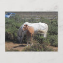 Search for maree photography Mare and foal