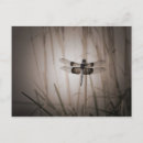 Search for flying dragon postcards Insect