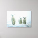 Search for young animal canvas prints Bear cub