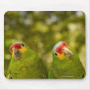 Search for honduras mouse mats Outdoors