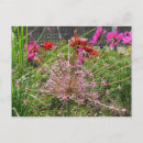 Search for allium postcards Photography