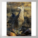 Search for desert birds posters Southwest